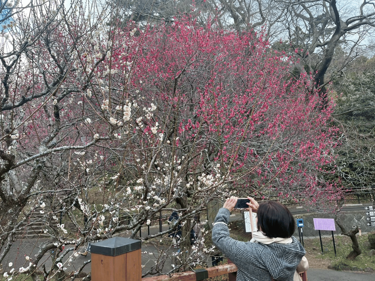 春告草｜村上木彫堆朱 藤井漆工