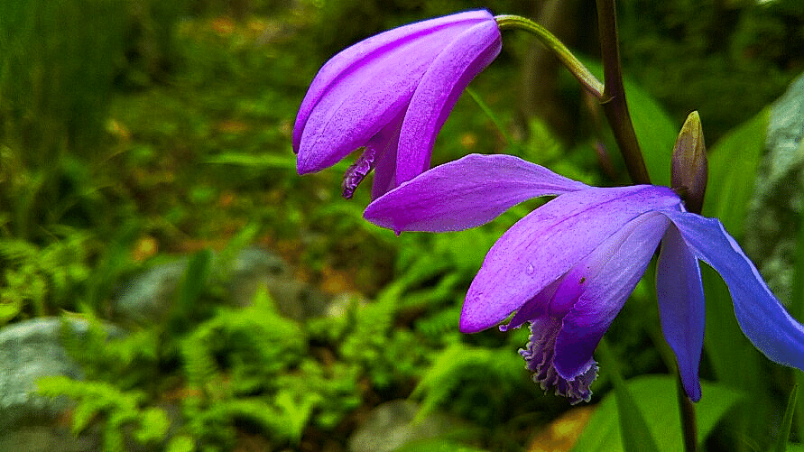 紫蘭200506-1ブルースカイ