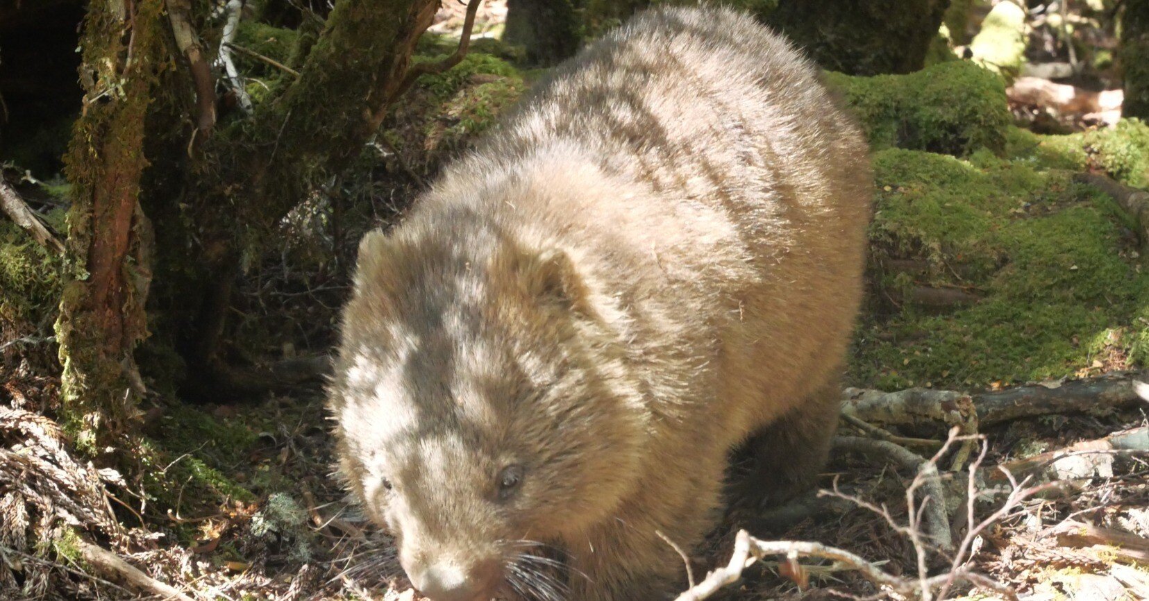 旅行記】我が道を行くウォンバット【オーストラリア】｜Matsugo