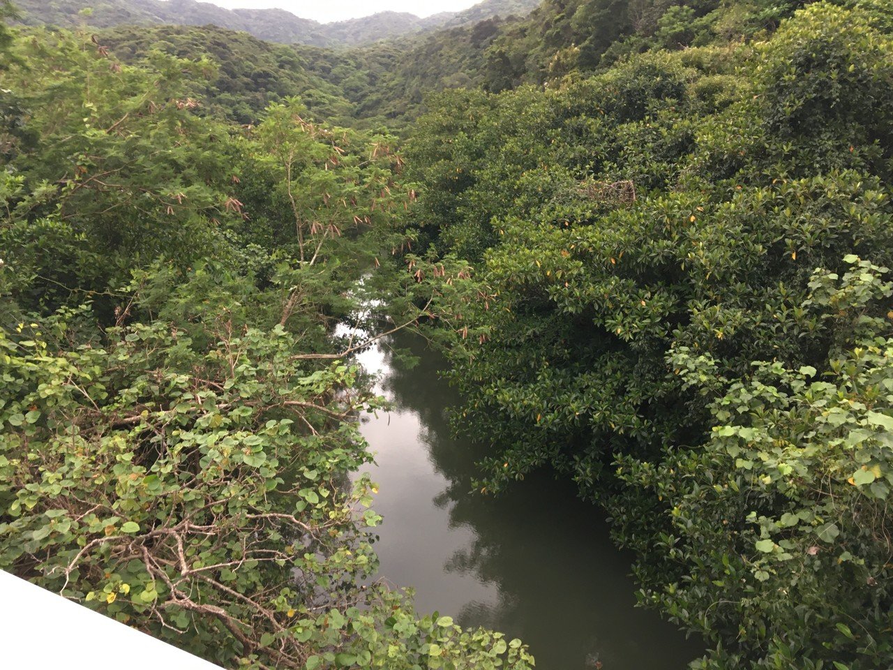 南島探 西表島の沢を歩きつくす（西表島 ユチン川～幻の湖