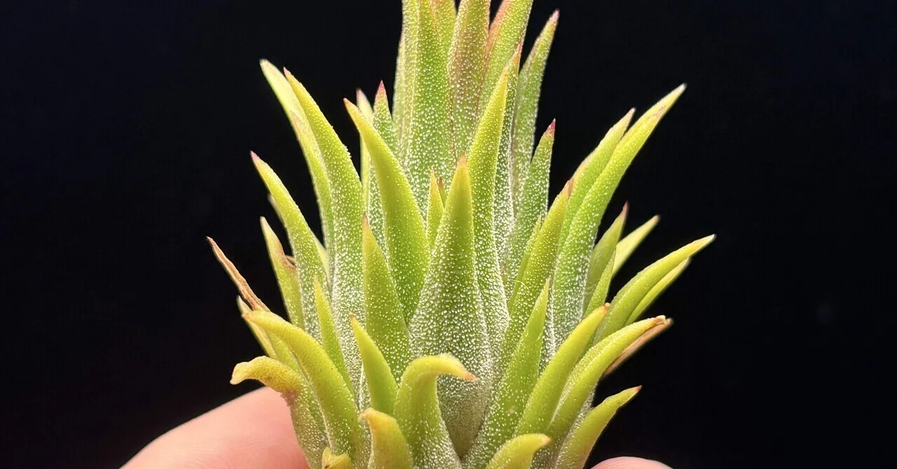 Tillandsia ionantha 'Camaleon'
