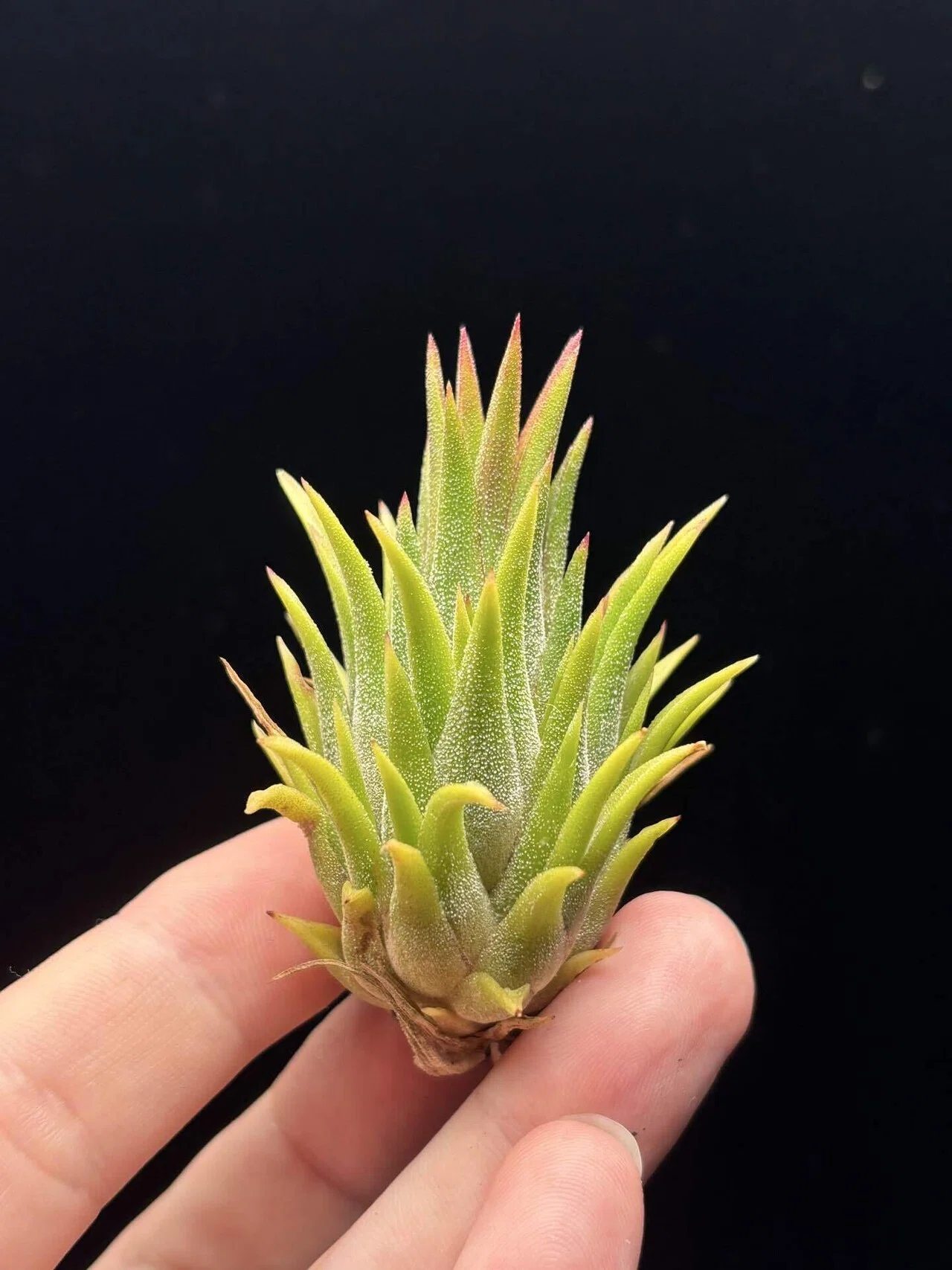 ionantha'Camaleon' A21783 from RFI｜sioncolorwheel