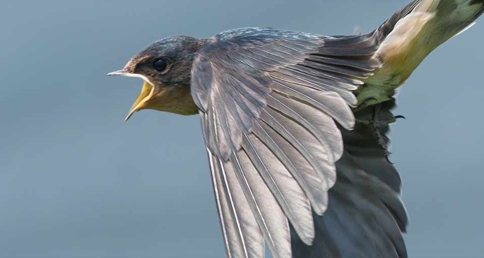 ハッとさせられる鳥たちの鳴き声 名前はご存知 上記画像はツバメ じんさくら Note
