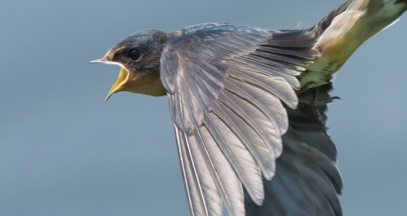 ハッとさせられる鳥たちの鳴き声 名前はご存知 上記画像はツバメ じんさくら Note