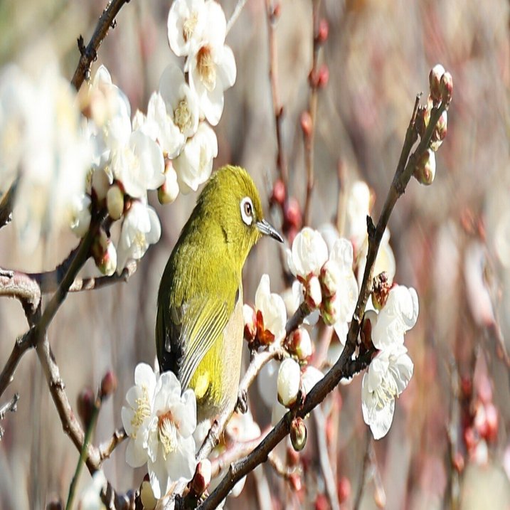 梅とメジロ【続編】(写真) 2026年2月1日 東京｜Peter November