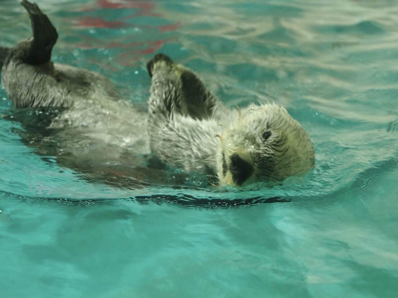愛知・三重旅2026③鳥羽水族館｜ジョルジョ・ウッチェリ