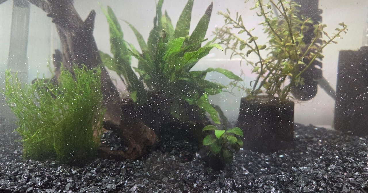 42cm水槽の立ち上げ備忘録｜岡田