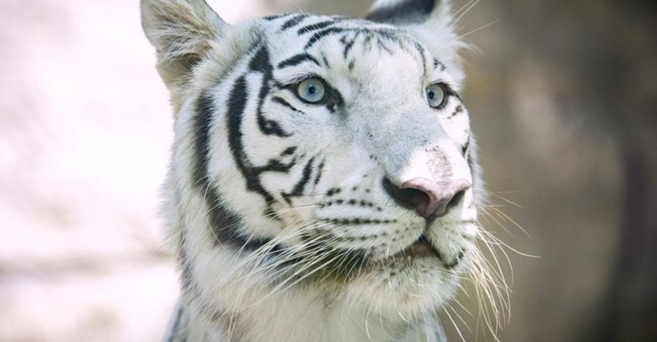 獣医さんがまとめた 猿でもわかる話 犬の皮膚の癌 メラノーマ って もっと早くに知っておけば アンナ Note