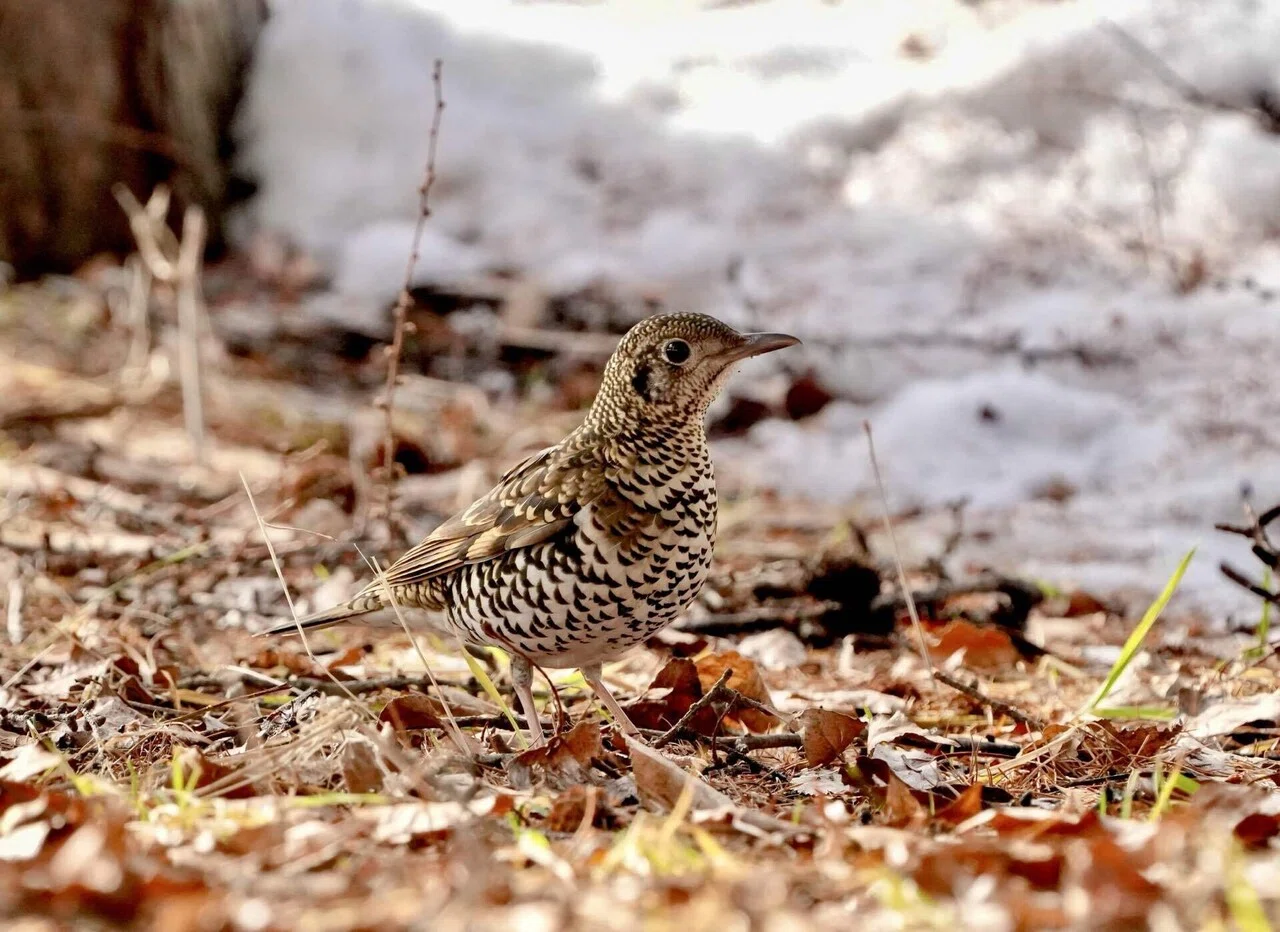 やっと会えたねトラツグミさん｜北の野鳥クラブ＋
