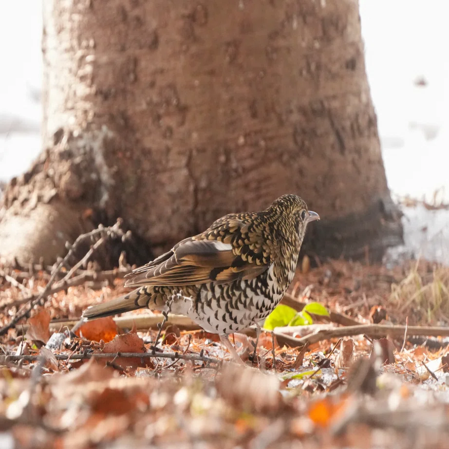 やっと会えたねトラツグミさん｜北の野鳥クラブ＋