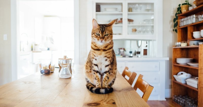 猫はだいたい全身で感情表現するし 省エネモードだと尻尾の先だけのこともある カラストラガラ Note