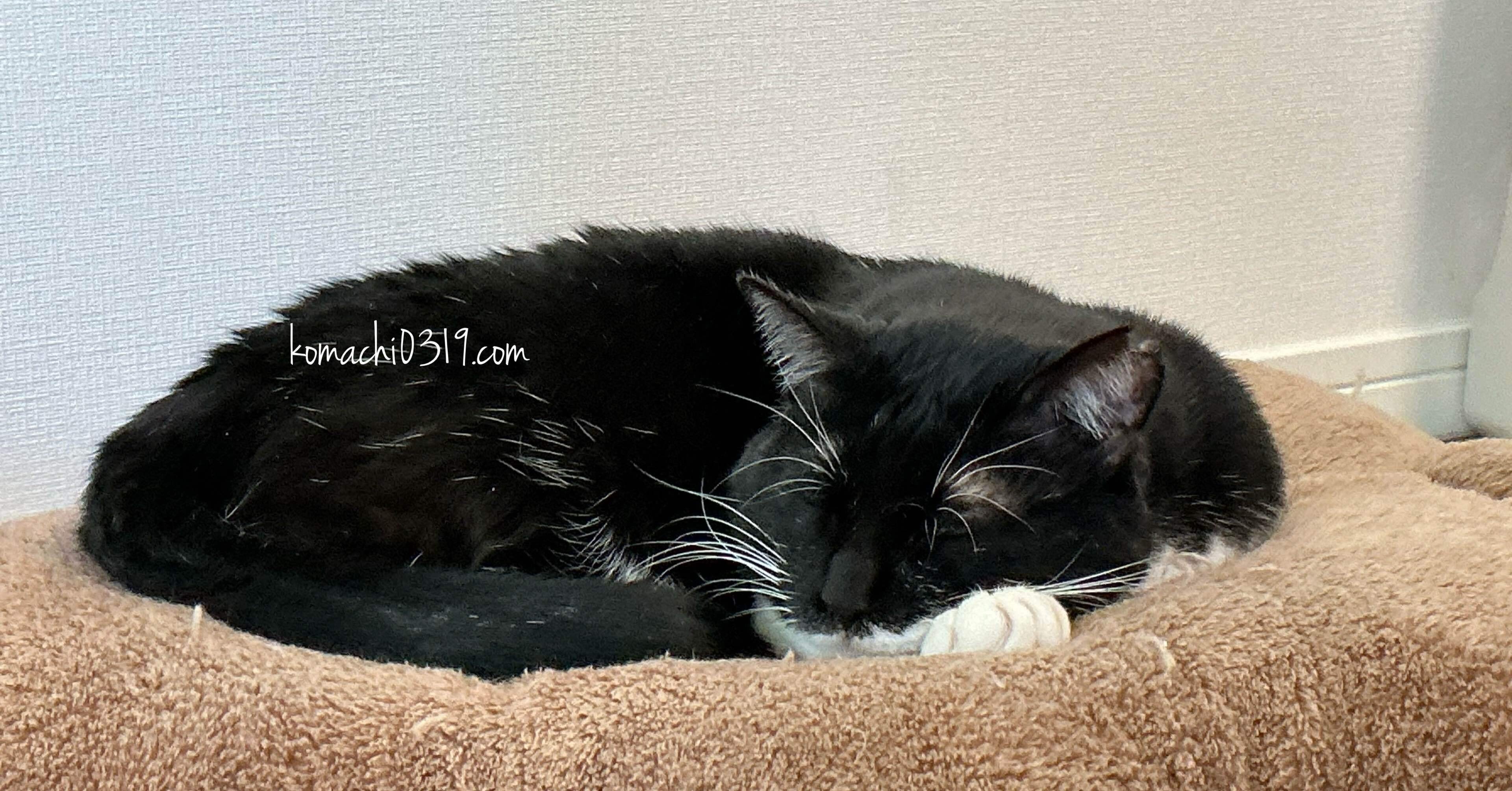 2026年2月4日 夜の猫達｜こまち