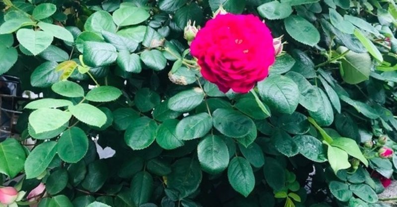 違くて は 違います みおいち 着物で日本語教師のワーママ Note