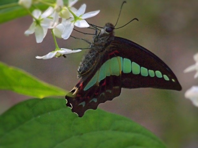 魂と訳されるギリシア語のプシューケーは生命であり、蝶のことでもある。