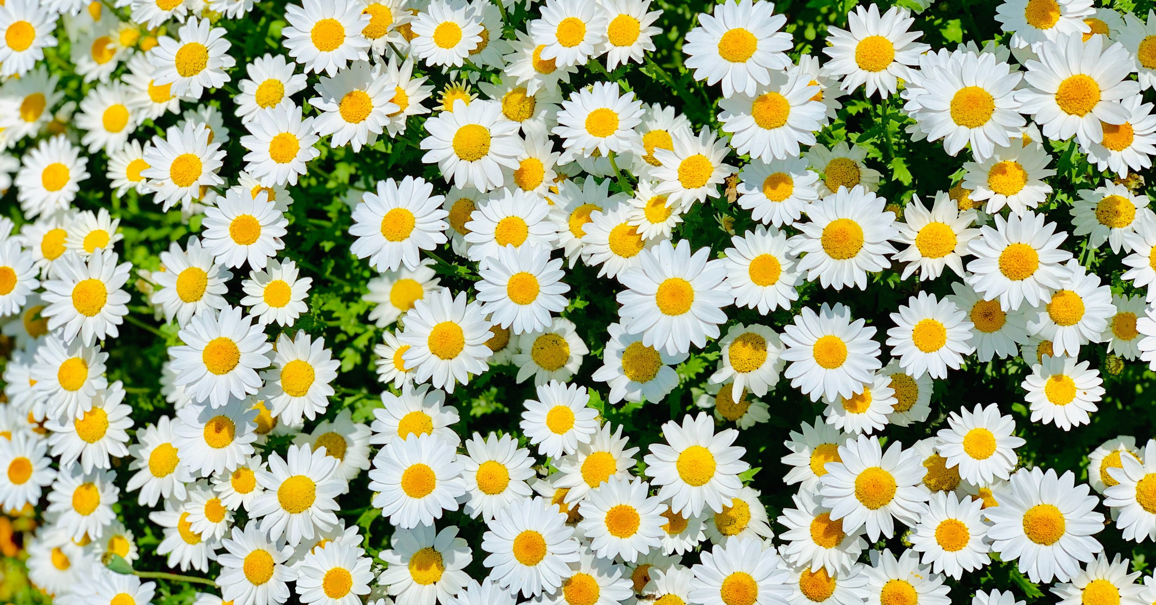 グルメ 外出自粛下のテイクアウト 北品川 新馬場 サザヱ Note