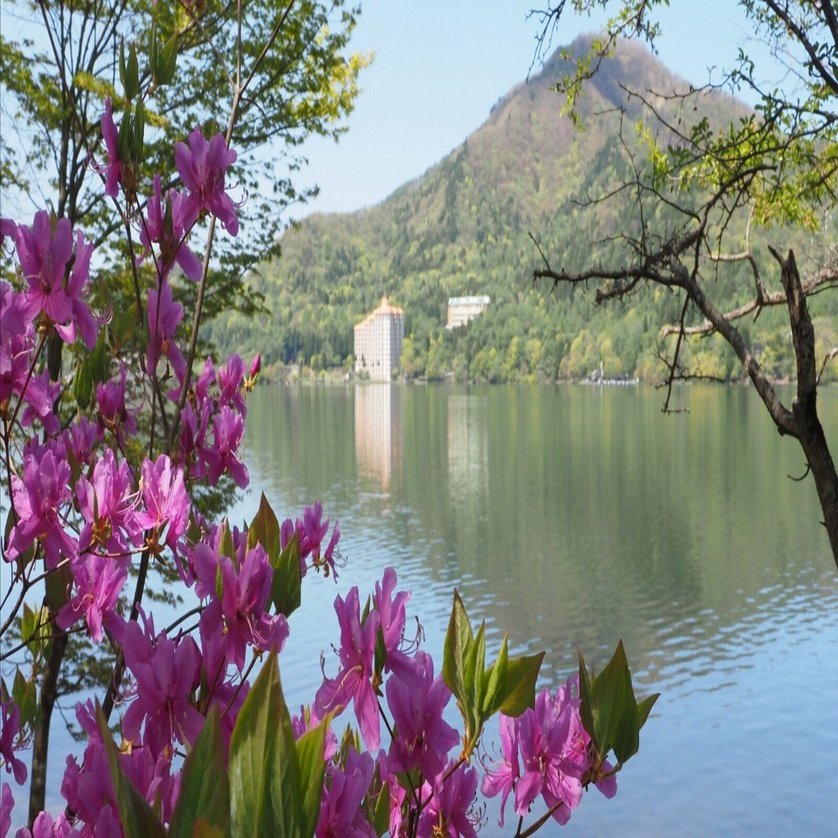 240．榛名山のトウゴクミツバツツジ｜sasayan