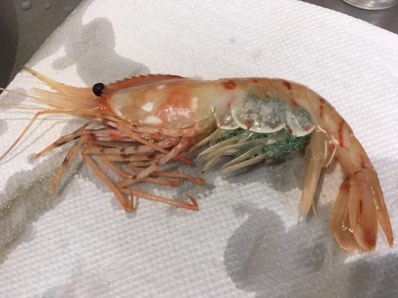 ブログ ボタンエビをさばいて食べた しゅぎもん Note ブログ ボタンエビをさばいて食べた しゅぎもん Note