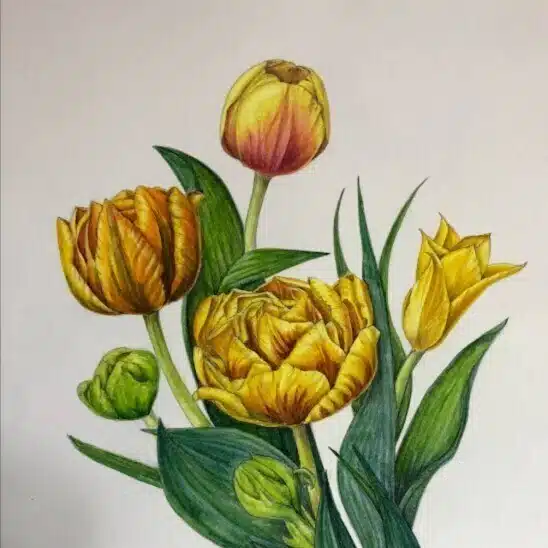 植物画・ボタニカルアート】アネモネの花の構造～花弁はない/ガクが