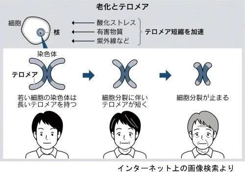 テロメア