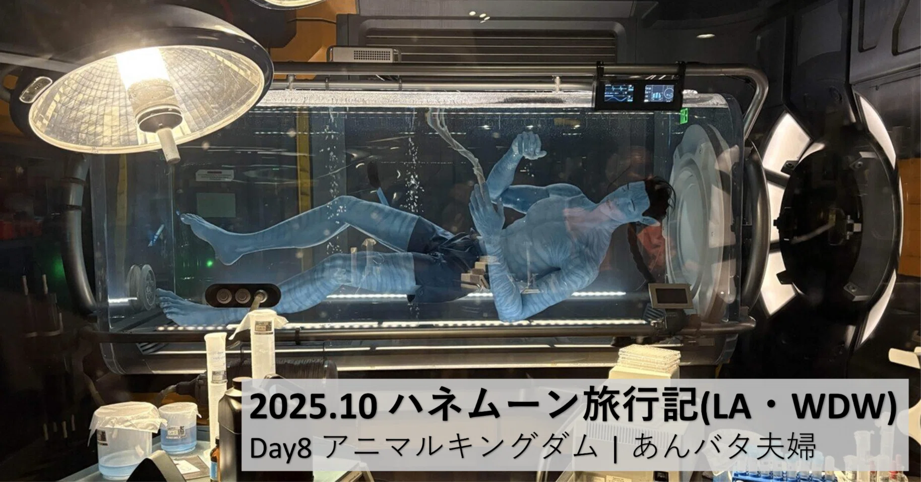 2025.10 ハネムーン旅行記(LA・WDW) Day8 アニマルキングダム | あん