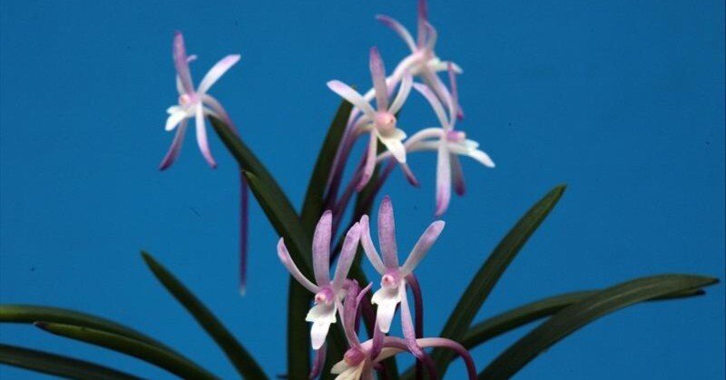 富貴蘭「極紅」の花（過去の画像倉庫から）｜KJ Morison