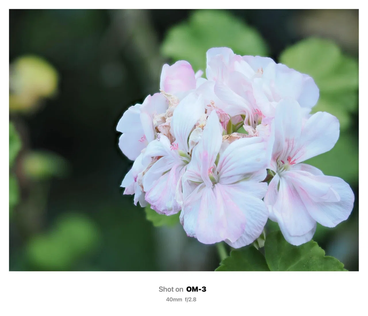 The OLYMPUS and OM I Enjoyed｜kii