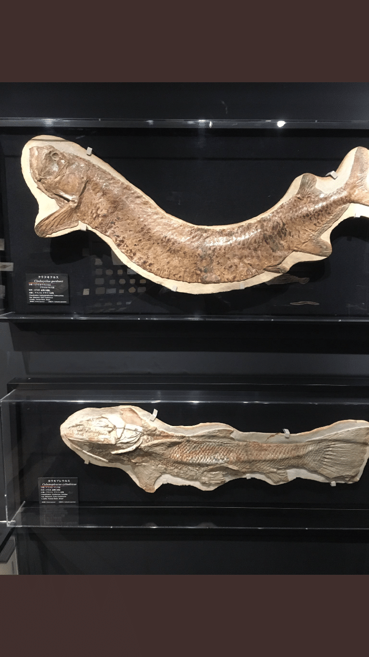 古代水族館 1｜R103