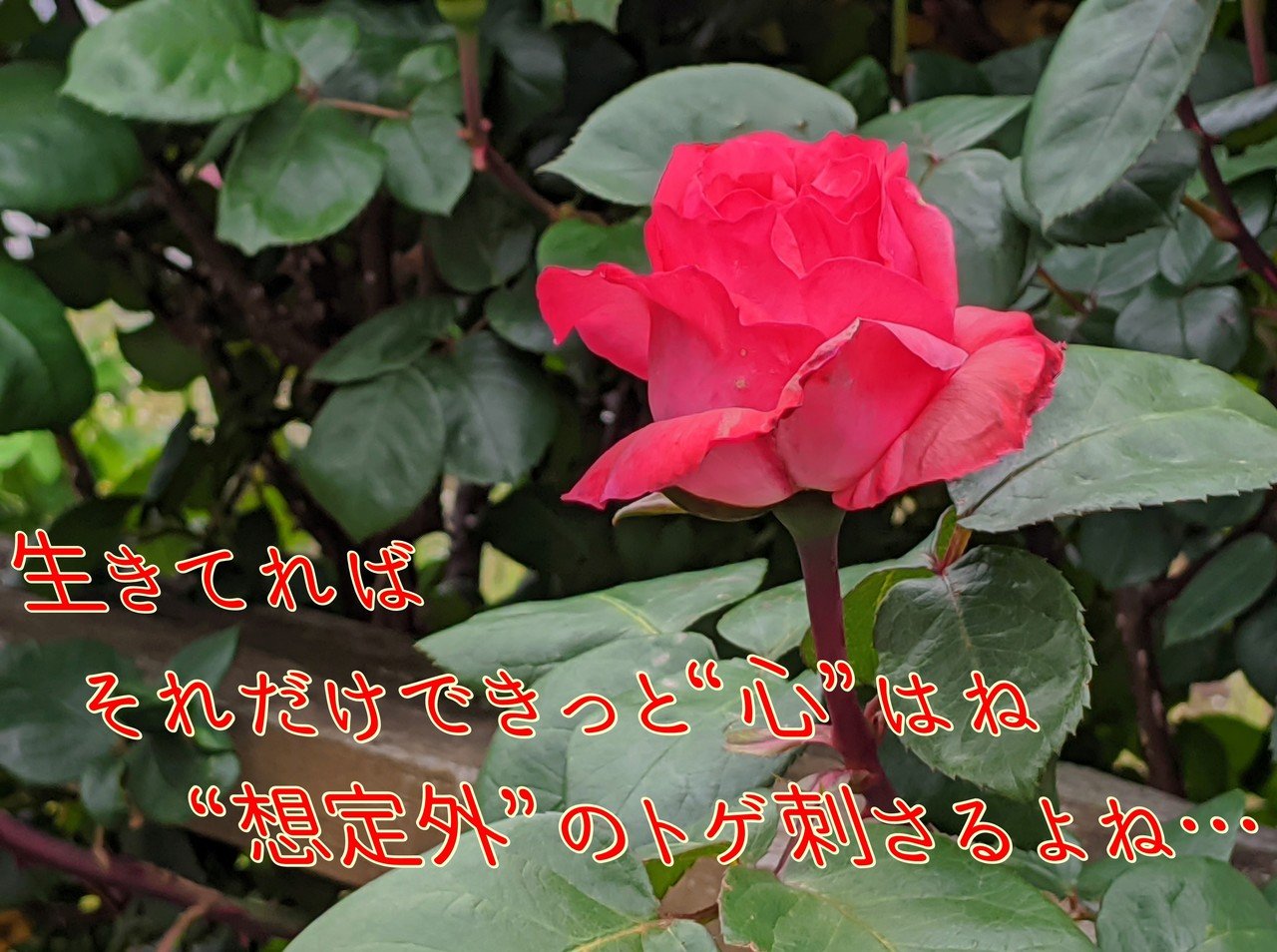 棘のある赤薔薇の写真で一首 生きてれば 柘榴 Note 棘のある赤薔薇の写真で一首 生きてれば 柘榴 Note