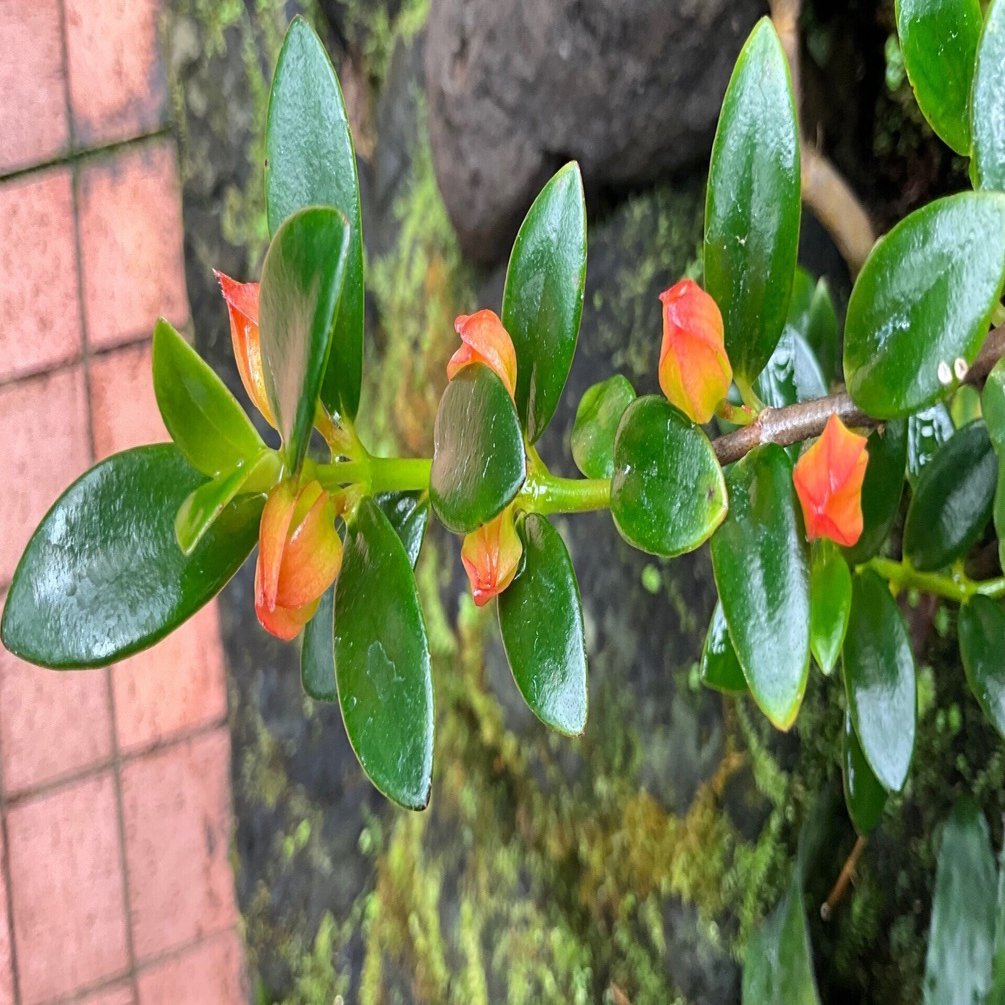 金魚の木（京都府立植物園）：2026年2月5日（木）｜藤井秀昭（『京都