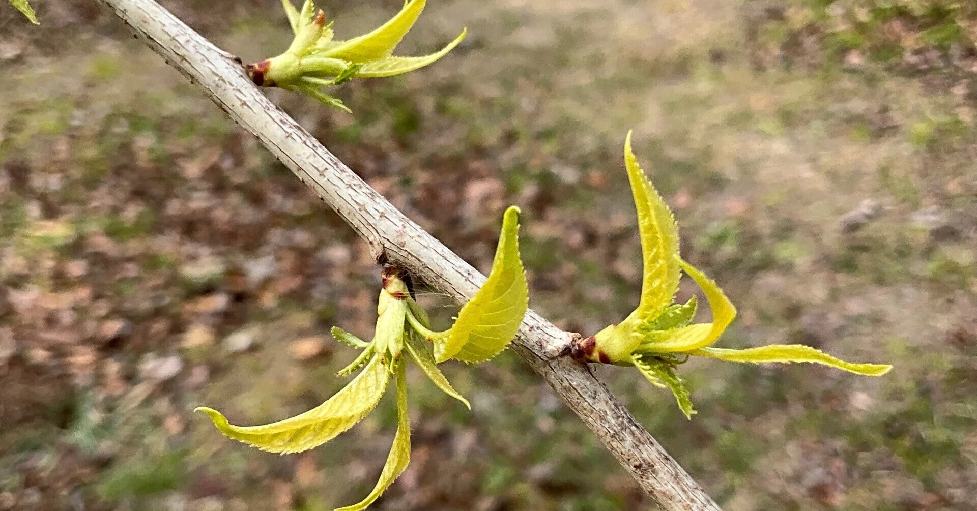 イヌシデ　根巻き イヌシデの芽吹き（京都府立植物園）：2026年2月5日（木）｜藤井秀昭