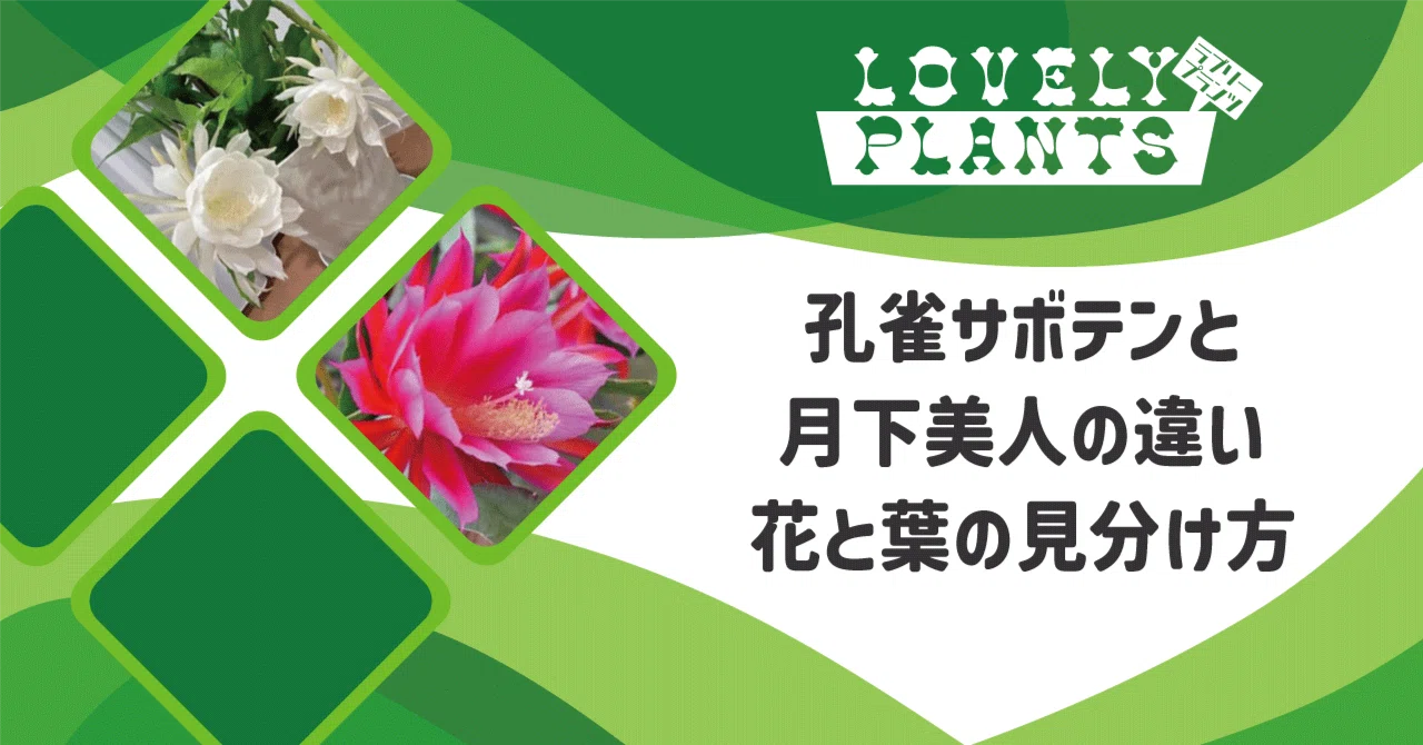 孔雀サボテンと月下美人の違い｜花と葉の見分け方｜lovely plants@note