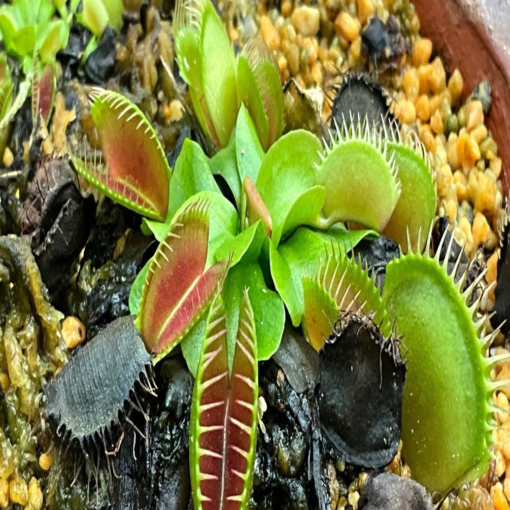 食虫植物の罠と進化――京都府立植物園ジャングル室の観察から：2026年2