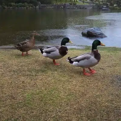 笑門かも