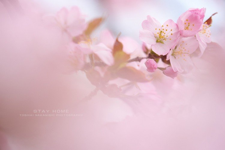 どんなに冬が厳しくても、いつかは桜が咲く。そんな日は、必ずくる。