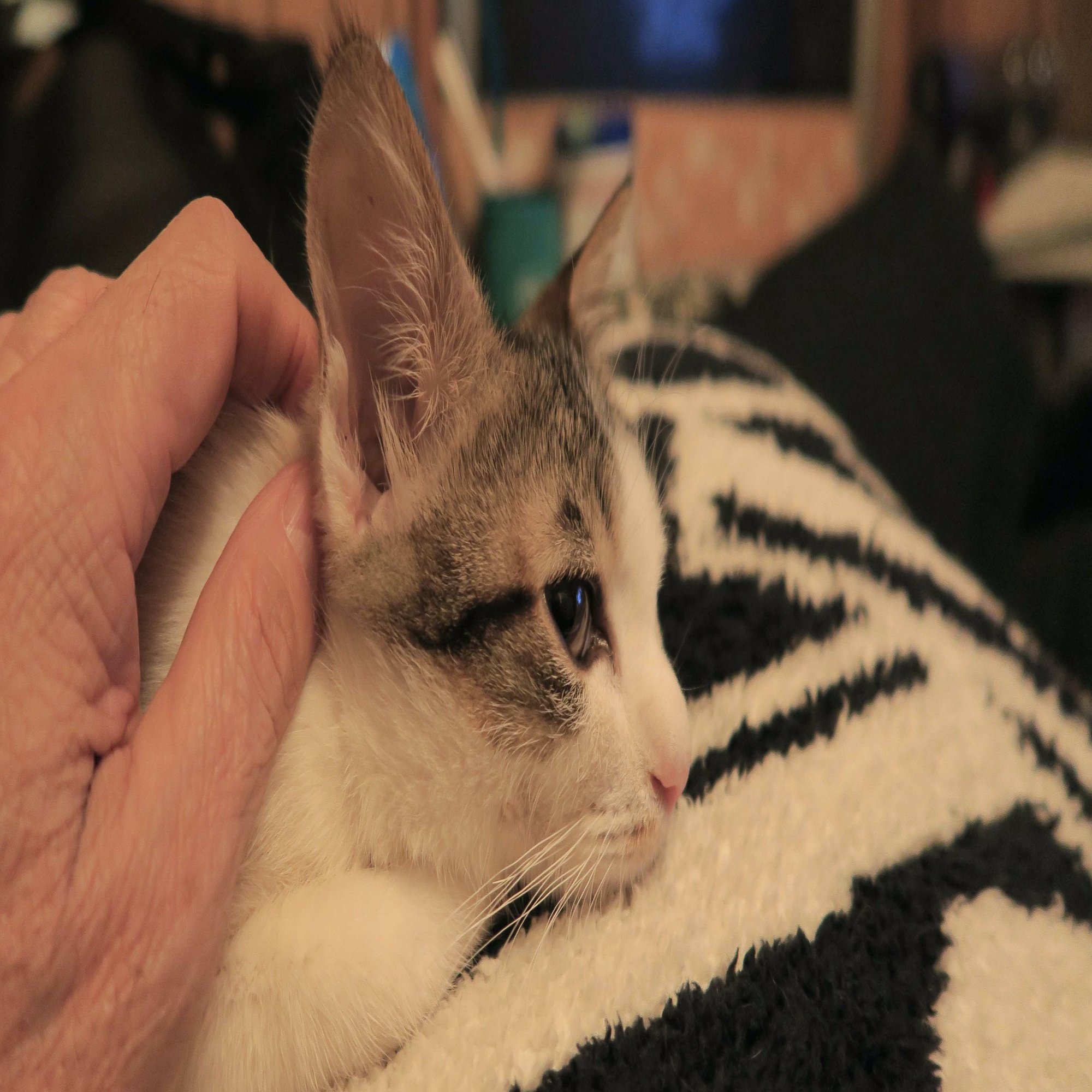 猫を拾うことの 幸せ 櫻井幸雄 Note