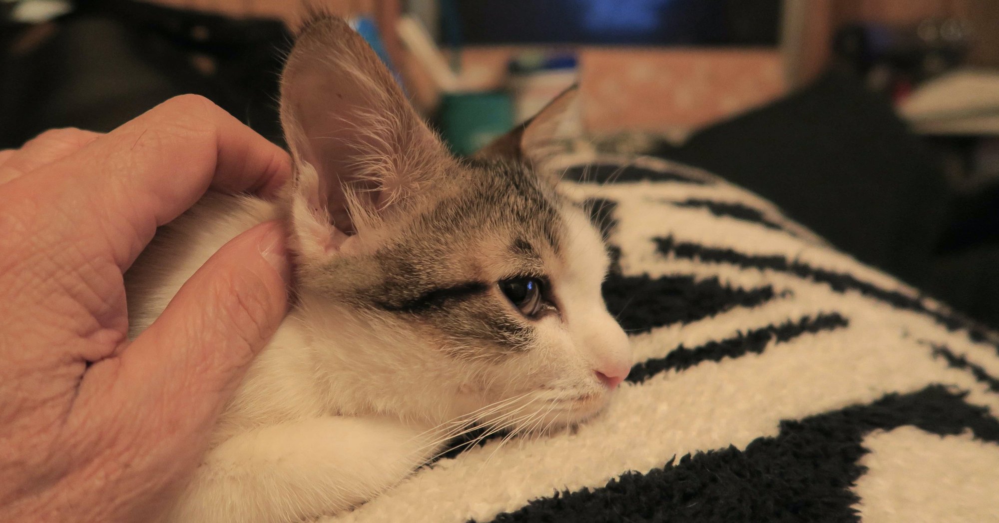 猫を拾うことの 幸せ 櫻井幸雄 Note 猫を拾うことの 幸せ 櫻井幸雄 Note