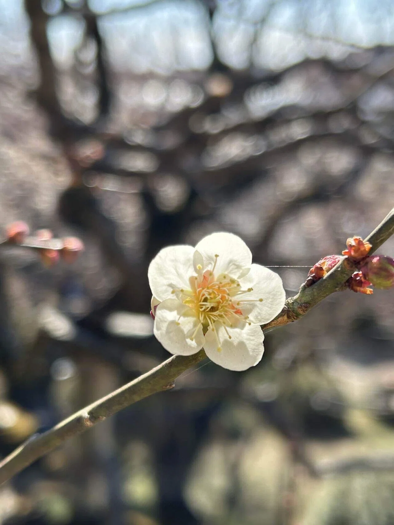 梅花開五福｜230