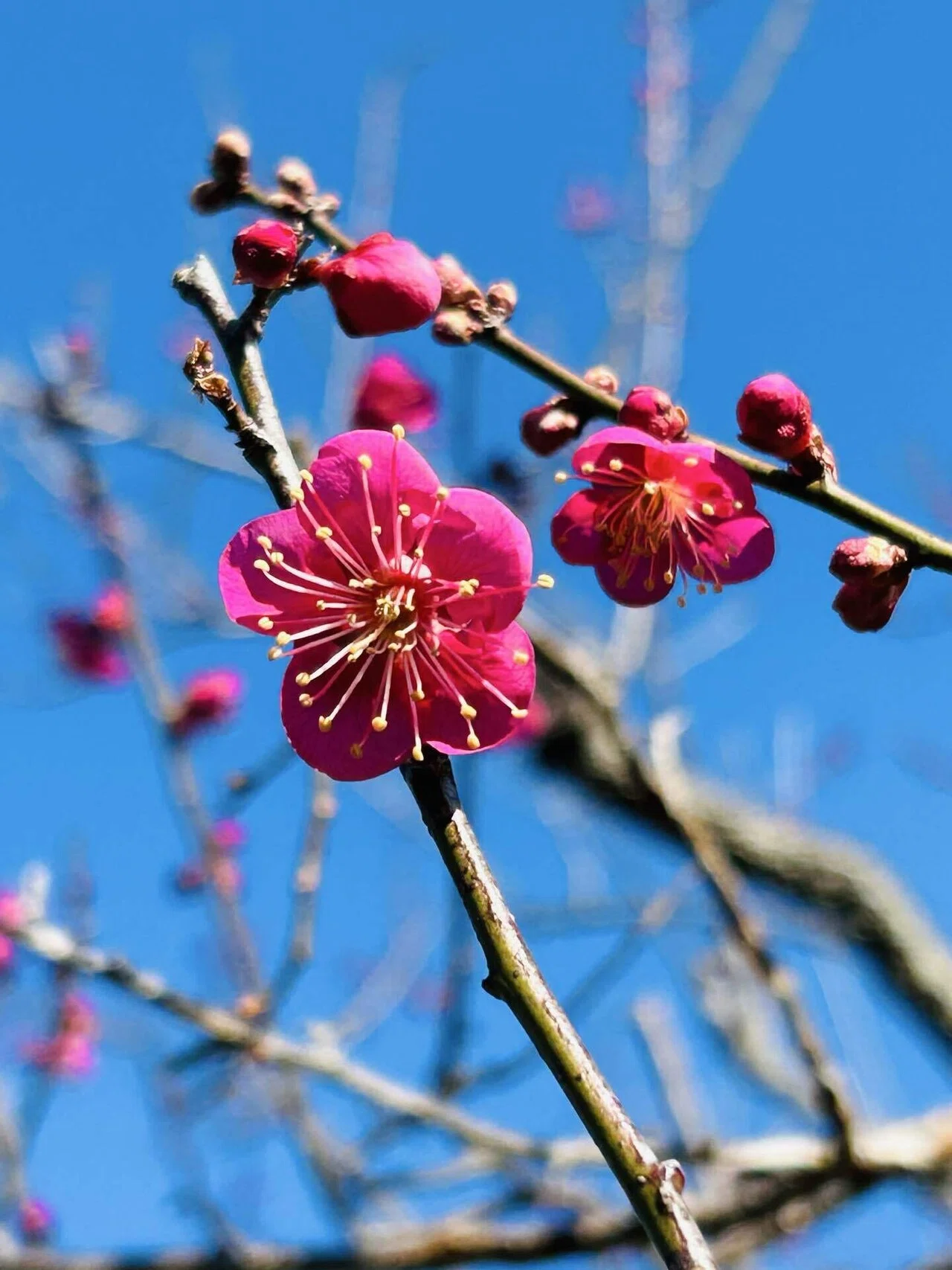 梅花開五福｜230