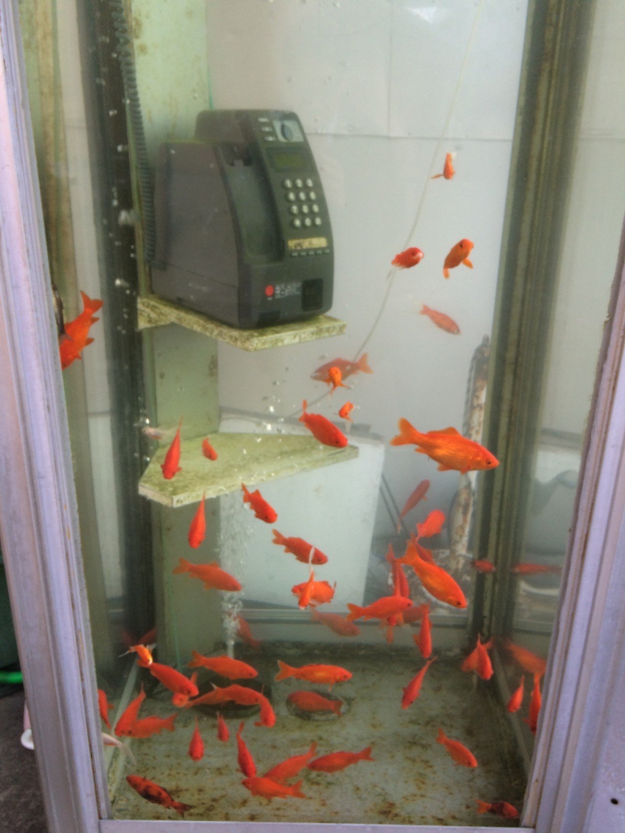 金魚のまち 奈良県大和郡山市 Hori Glocal Note