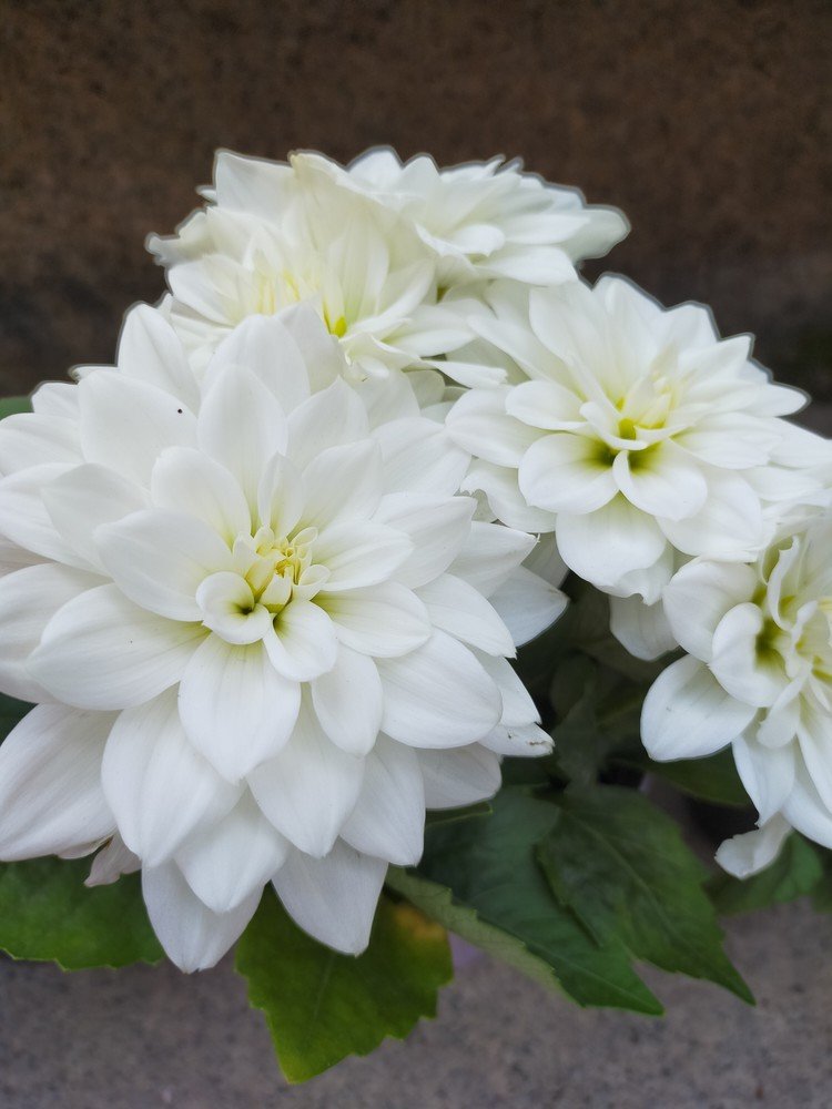 ☆妹からあなたたちへ☆
今月選んだお花は、鮮やかで丸々とした花を咲かせる『白いプチダリア』☆
花言葉は、『感謝』『豊かな愛情』(*˘︶˘*).｡.:*♡ 
今月も迷う事もなく即決で選んだお花‼
やっぱりあなたたちへの愛が溢れているね♡