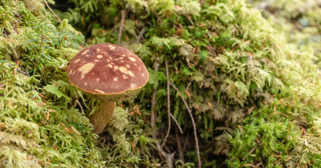 Fairy Tale Mushroom * Boletus mirabilis｜ちょこすき～☆きのこ