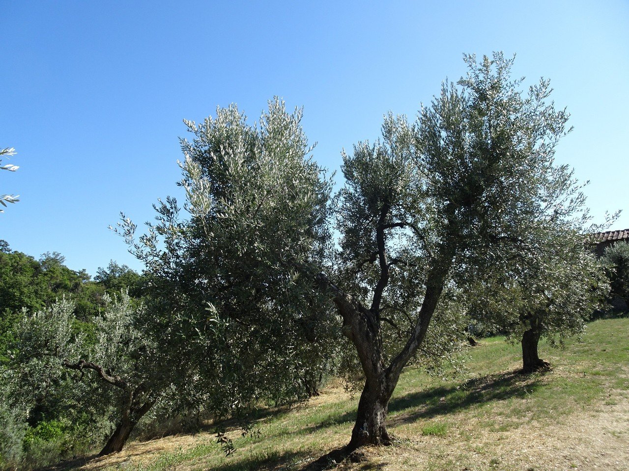 イタリア紀行13～フィレンツェからヴィンチ村へ3（ダヴィンチの生家へ