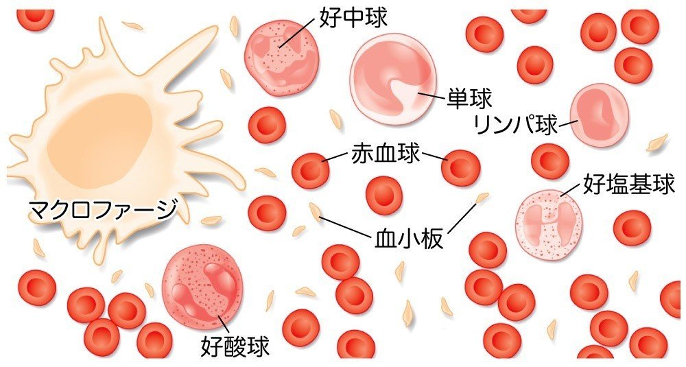 血球-図