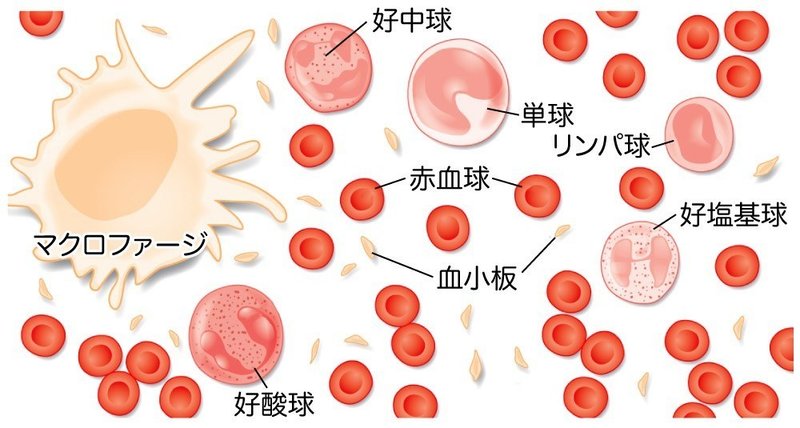 血球-図