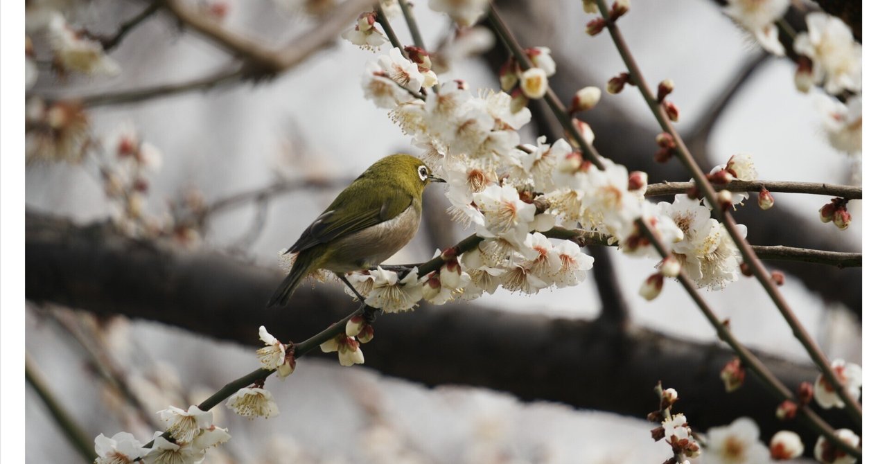 汐入公園の梅とメジロ｜とりごーり