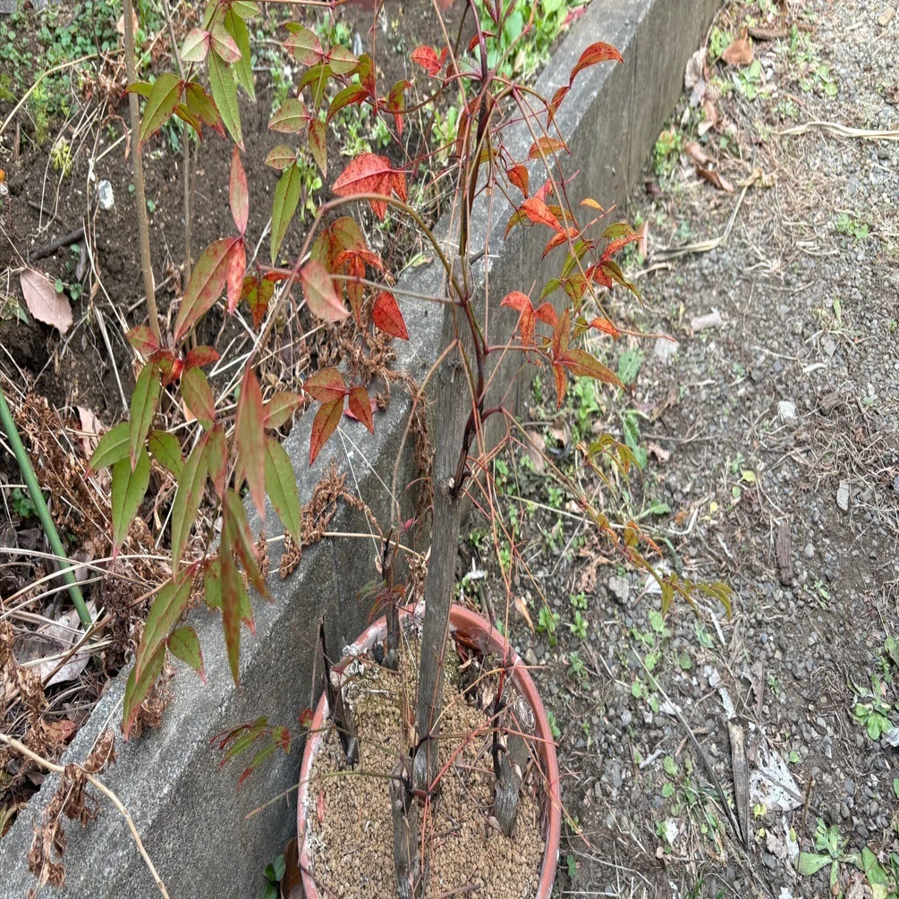 庭の植物-南天、いちじく、裏庭-(2026.2.5)｜NAKADA Shugo