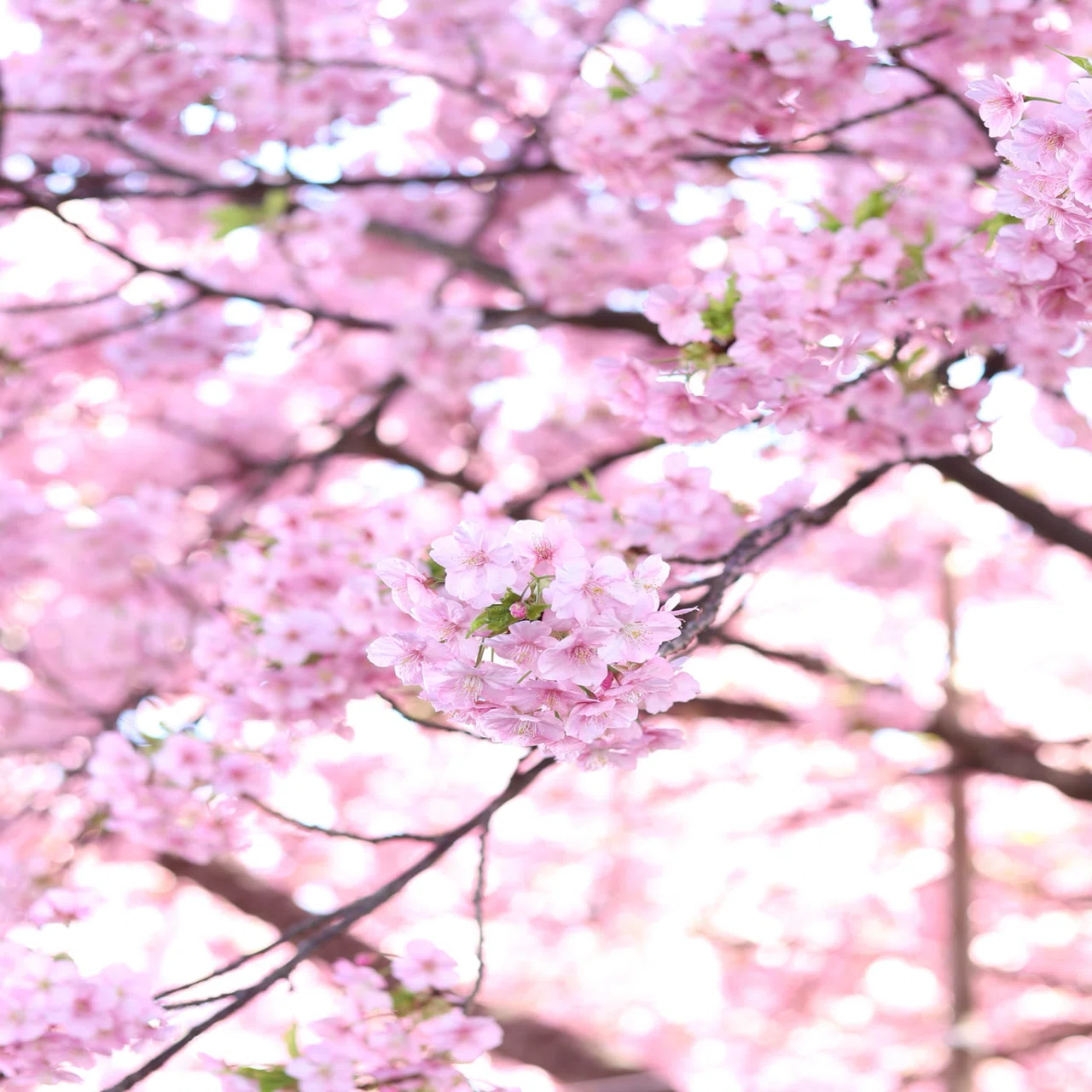 河津桜への思い｜ゆめみ ときわ