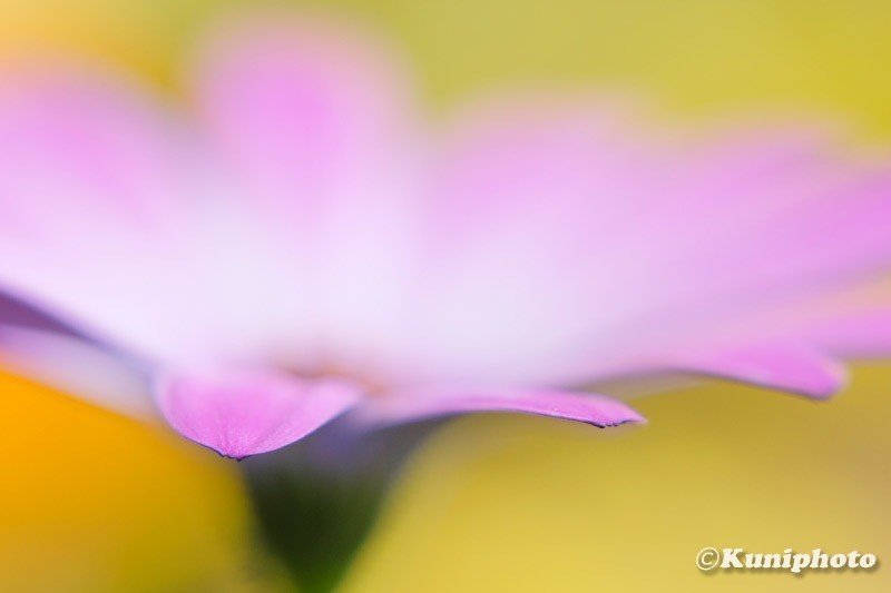 マクロレンズがなくてもおうちで花マクロが楽しめる!|くに マクロレンズがなくてもおうちで花マクロが楽しめる!|くに
