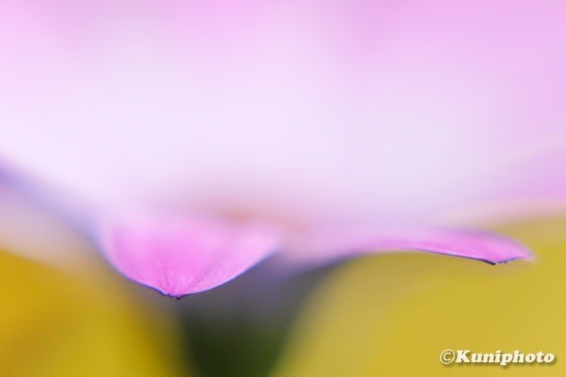 マクロレンズがなくてもおうちで花マクロが楽しめる!|くに マクロレンズがなくてもおうちで花マクロが楽しめる!|くに