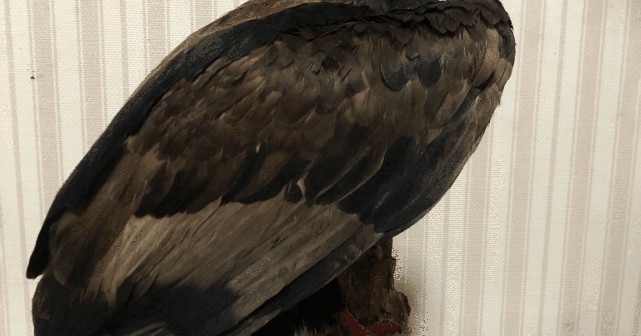 ダルマワシ雄成鳥の剥製 ダルマワシ雄成鳥の剥製 美術品・アンティーク・コレクション